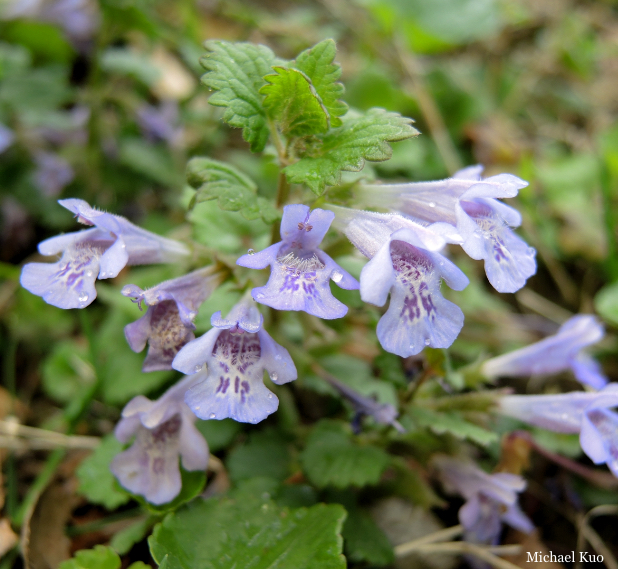 Glechoma hederacea