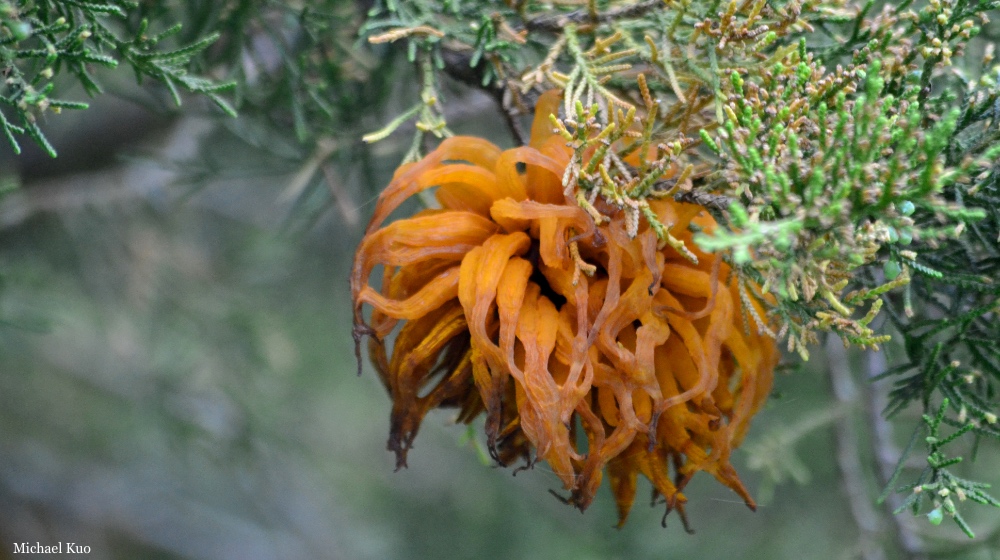 Gymnosporangium juniperi-virginianae