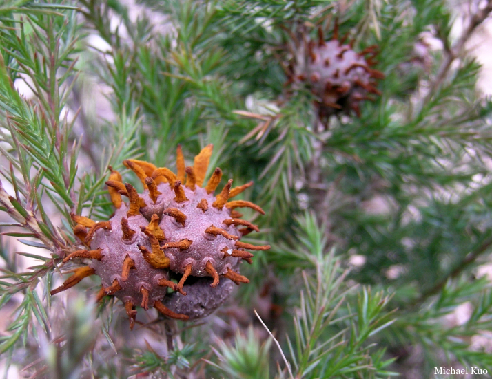 Gymnosporangium juniperi-virginianae