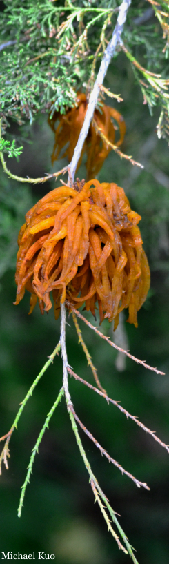 Gymnosporangium juniperi-virginianae