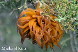 Gymnosporangium juniperi-virginianae, cedar-apple rust