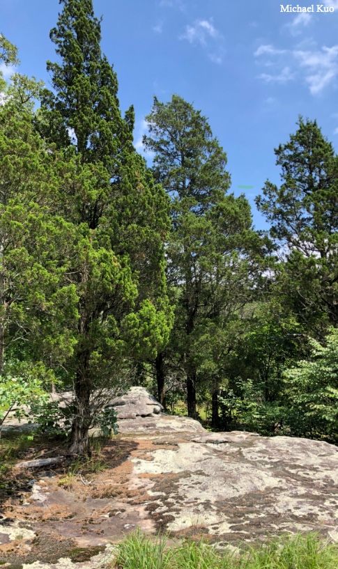 Juniperus virginiana