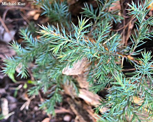 Juniperus virginiana
