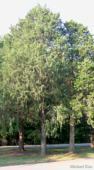 Juniperus virginiana