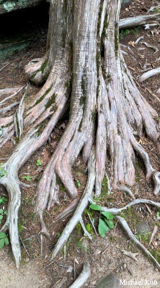 Juniperus virginiana