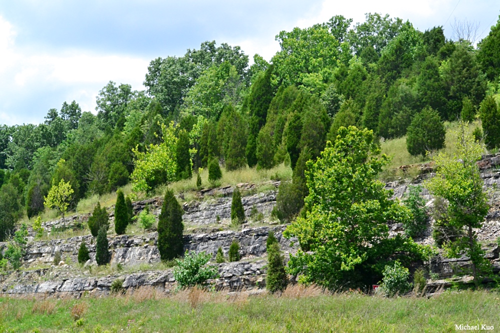 Juniperus virginiana