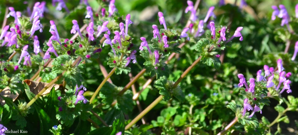 Lamium amplexicaule