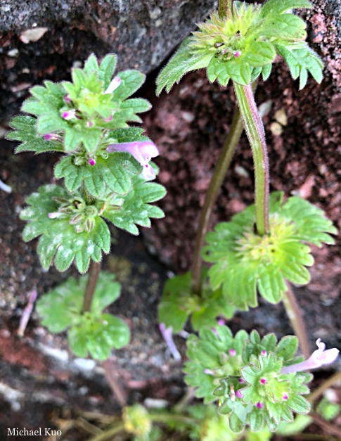 Lamium amplexicaule