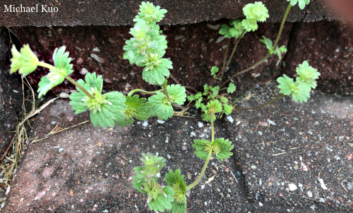 Lamium amplexicaule