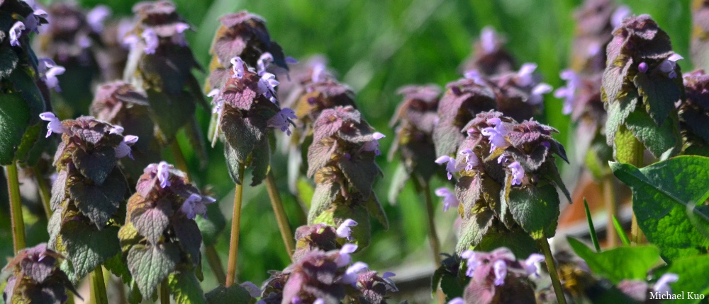 Lamium purpureum