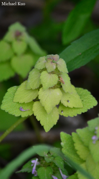 Lamium purpureum