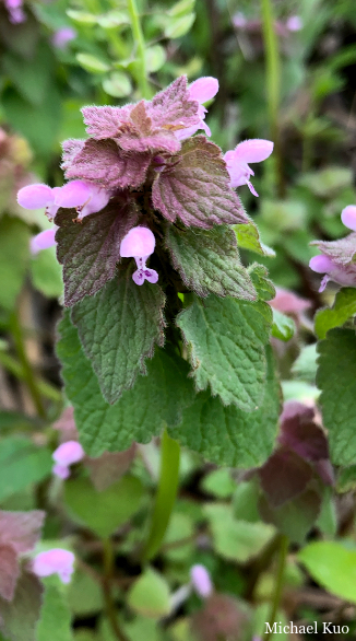 Lamium purpureum