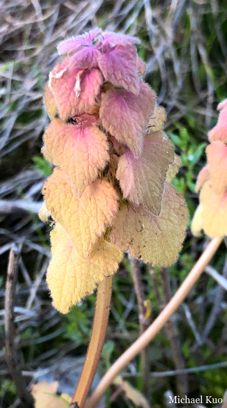 Lamium purpureum