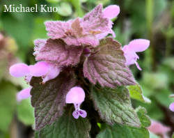 Three easily confused spring flowers