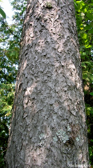 ALarix laricina