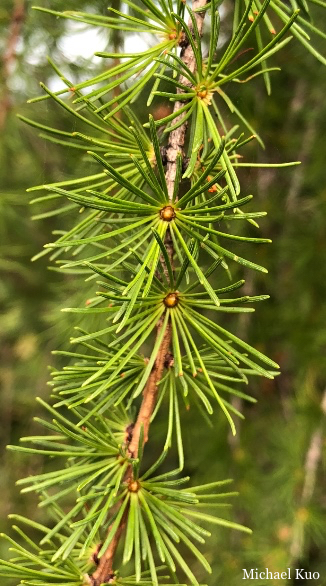 Larix laricina