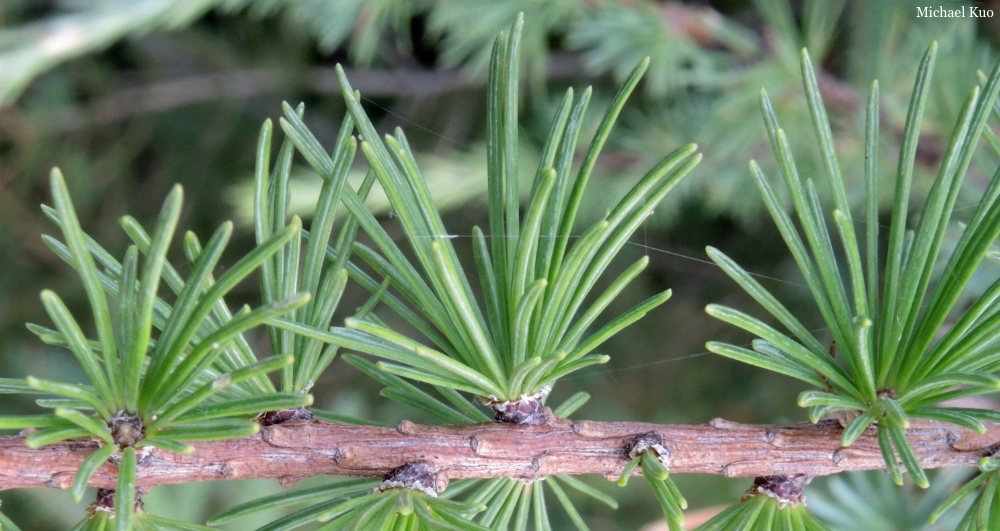 Larix laricina