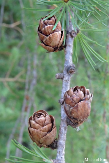 Larix laricina