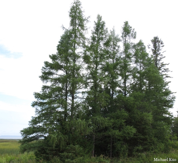 Larix laricina