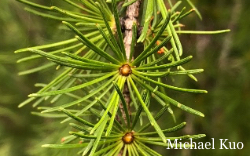 Larix laricina