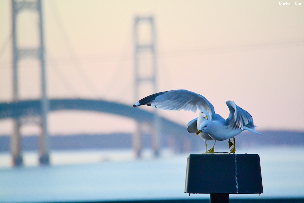 Larus delawarensis