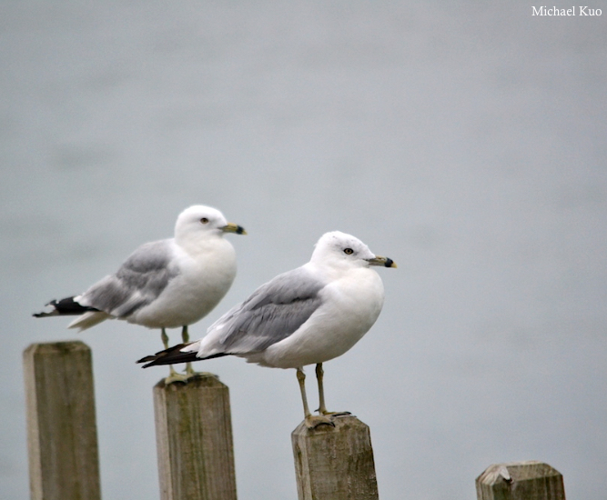 Larus delawarensis