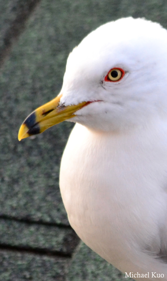 Larus delawarensis