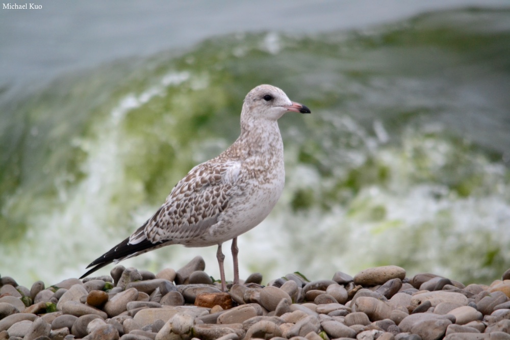 Larus delawarensis