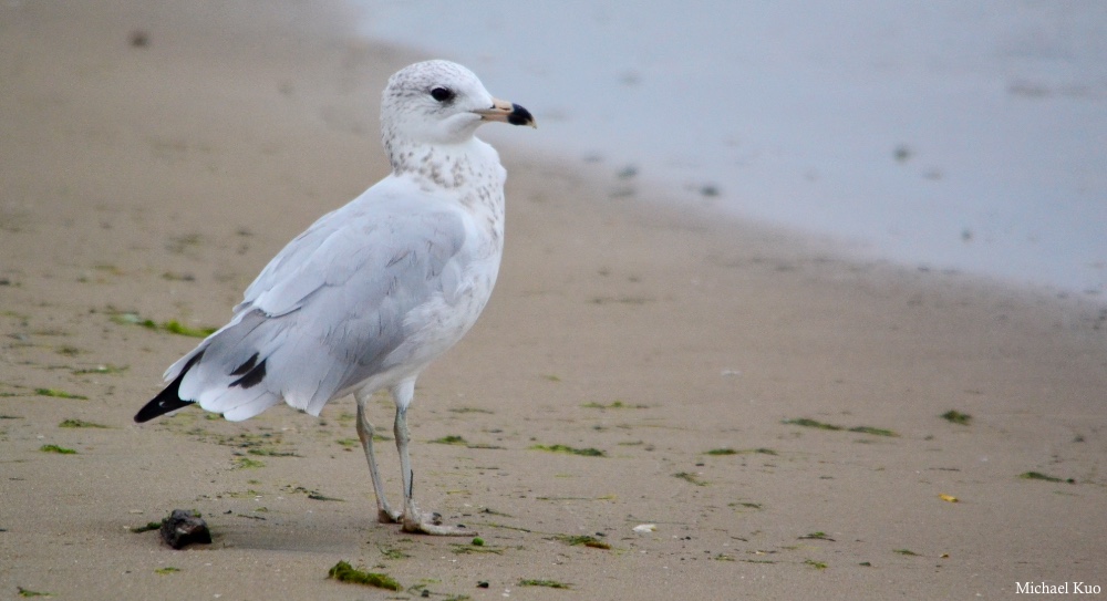 Larus delawarensis