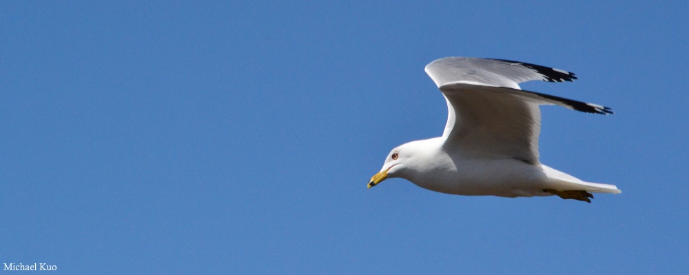 Larus delawarensis