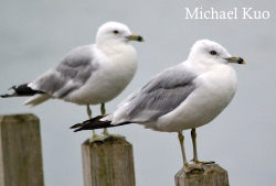 Larus delawarensis, ring-billed gull