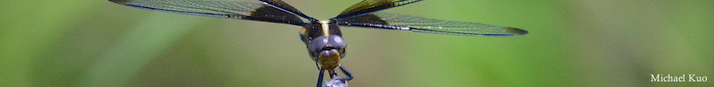 Libellula luctuosa, female