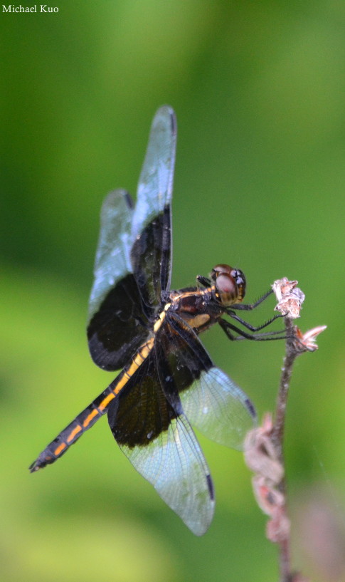 Libellula luctuosa, female