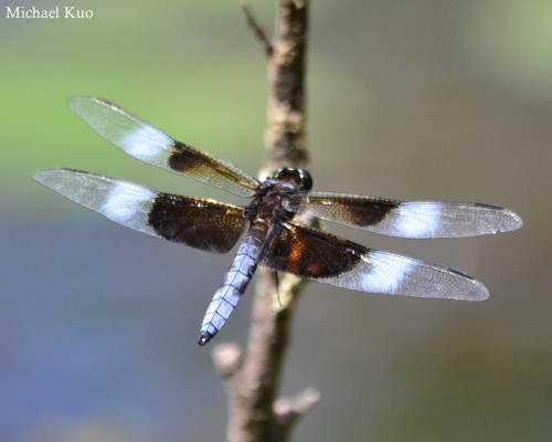 Libellula luctuosa, male