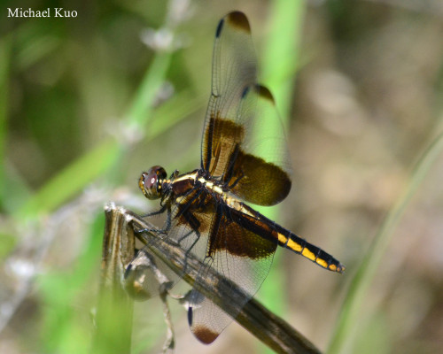 Libellula luctuosa, female