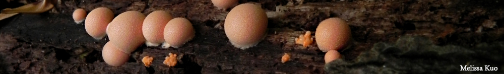 Lycogala epidendrum