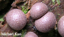 Lycogala epidendrum, wolf's milk slime mold