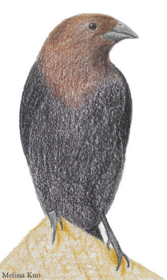 Molothrus ater, adult male