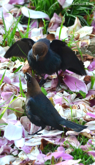 Molothrus ater, adult males