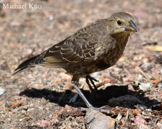 Molothrus ater, juvenile