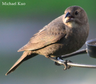 Molothrus ater, adult female