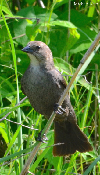Molothrus ater, adult female