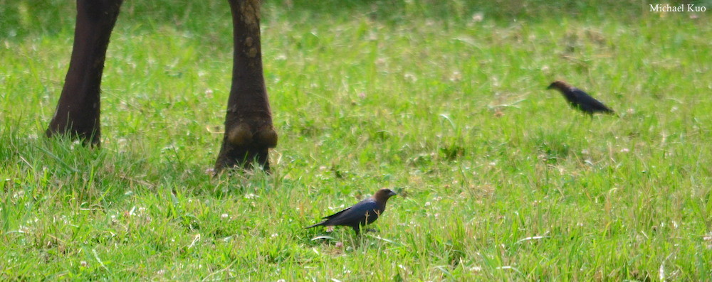 Molothrus ater, adult males behind a cow