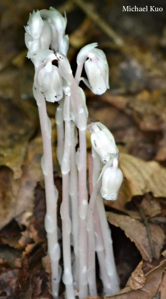 Monotropa uniflora