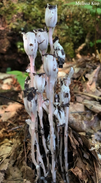 Monotropa uniflora