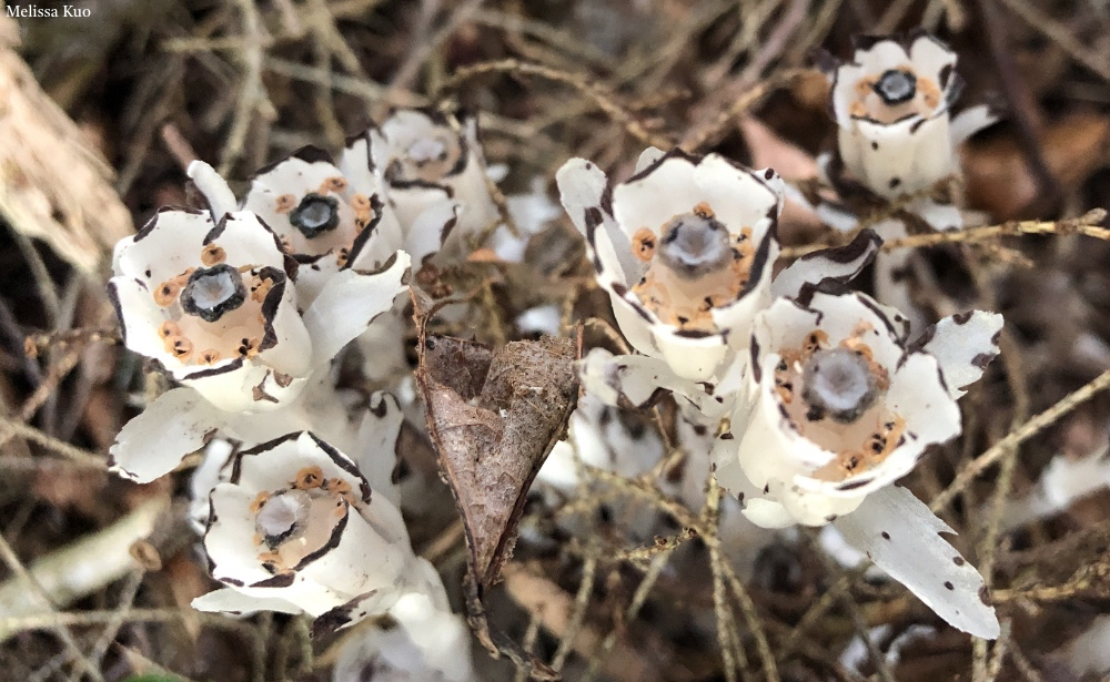 Monotropa uniflora