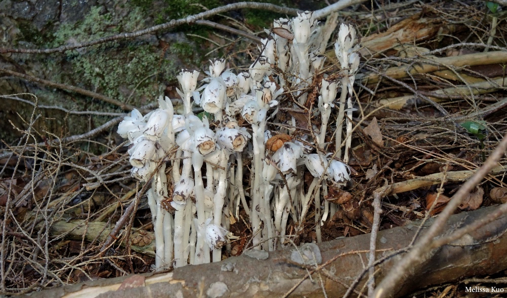 Monotropa uniflora