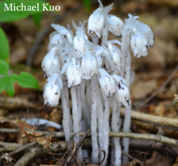 Monotropa uniflora, Indian pipes