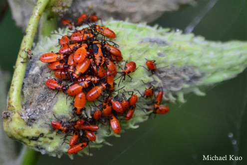 Oncopeltus fasciatus