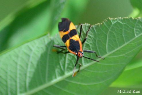 Oncopeltus fasciatus